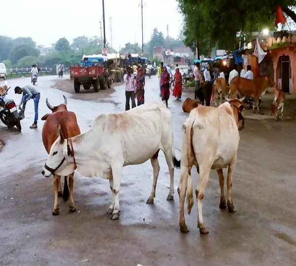 नगर बाजार में आवारा पशु बने समस्या