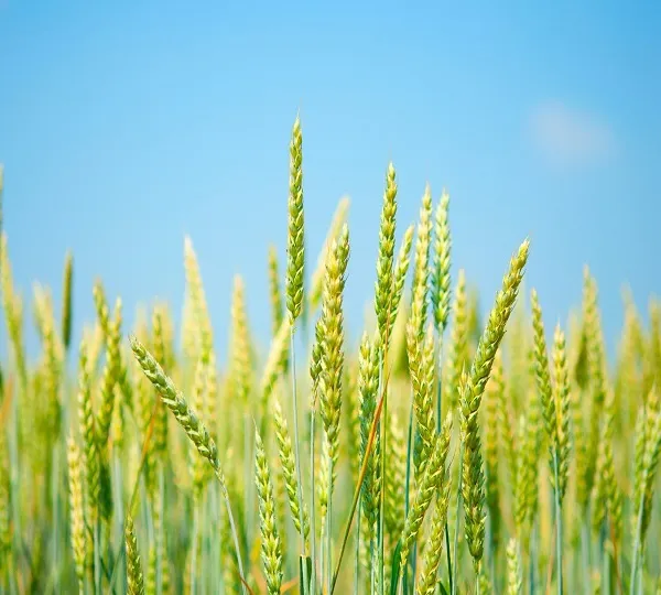 बड़ी खबर : बटाईदारों से भी धान खरीदेगी सरकार