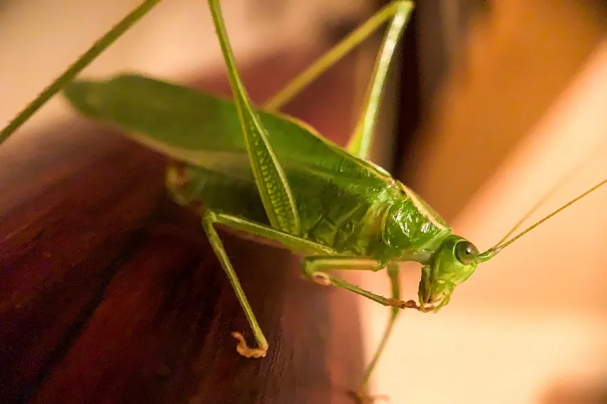Locust Attack:  बचाव के लिये बस्ती में होगा मॉकड्रिल
