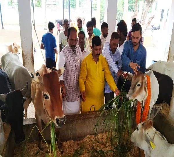 सेवा सप्ताह : बस्ती बीजेपी ने कान्हा गौशाला में की गो सेवा