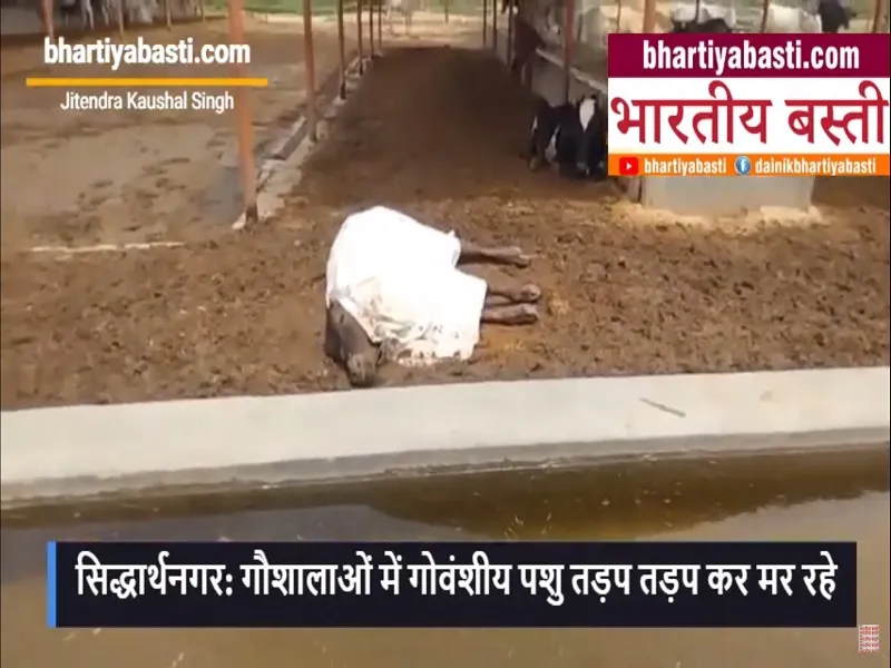Siddharth Nagar की गौशालाओं में जिम्मेदारों की उदासीनता से तड़प तड़प कर मर रहे  गोवंशीय पशु 