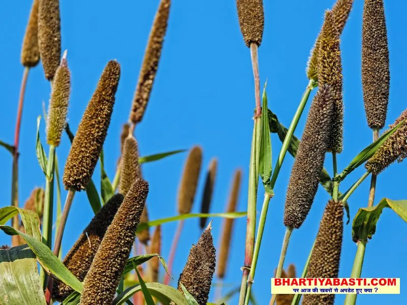 Millets In India: क्या आप करते हैं मोटे अनाज का भोजन?