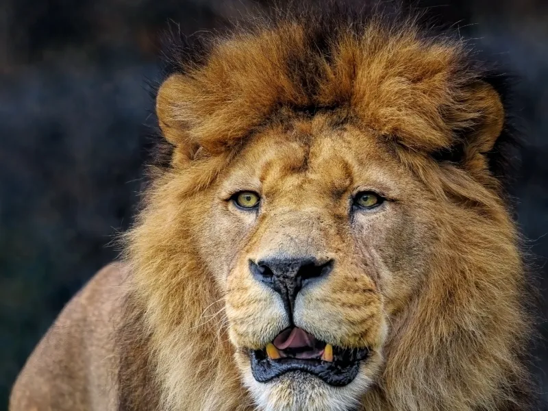 आख़िर फिर जंगल का राजा शेर कैसे?