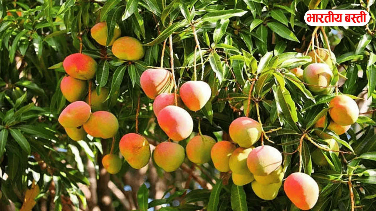 यूपी के इस जिले में हर वैरायटी की आम उपलब्ध, जानिए क्या है खासियत