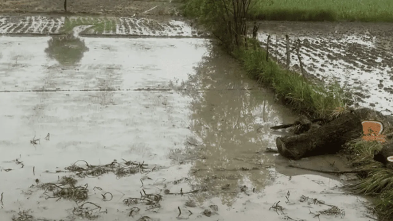 यूपी में किसानों को होगा फायदा, अगले इतने दिनों के लिए लगातार होगी बारिश