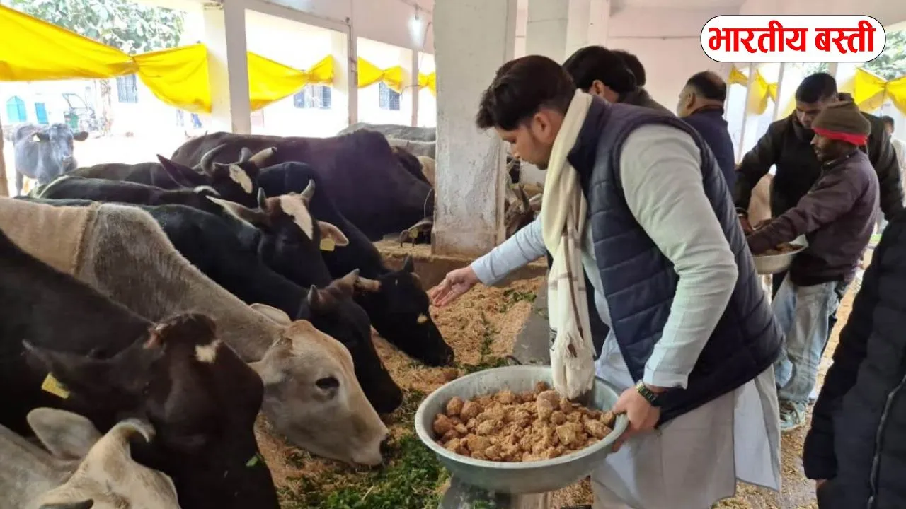 Basti News: भाजपा नेता अभिनव ने कान्हा गौशाला में चलाया स्वच्छता अभियानः खिलाया गुड, हरा चारा
