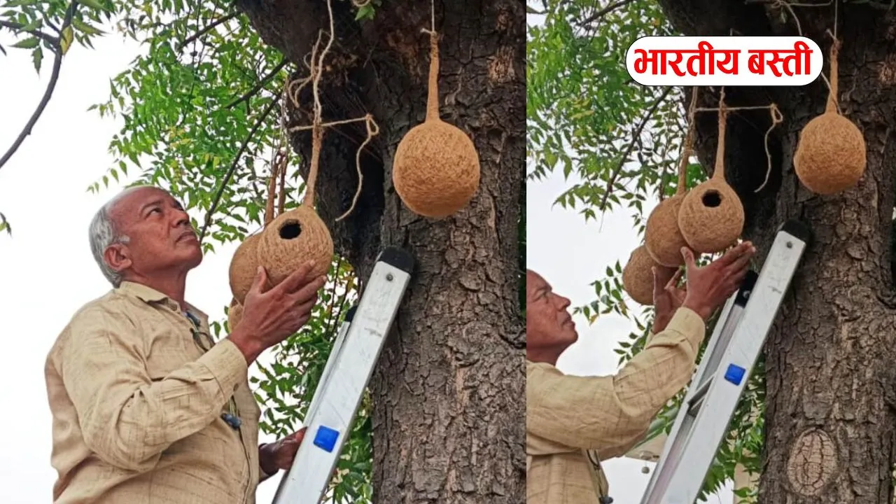 Basti News: प्रकृति की नन्हीं दूत गौरैया को बचाने के लिये पेड वाले बाबा गौहर अली ने लगाया घोसला