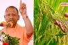 UP में धान खरीद की तैयारी, किसानों के लिए इस बार ज्यादा फायदा, जानें रेट और पंजीकरण