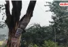 बस्ती–गोरखपुर मार्ग पर सूखा पेड़ बना खतरा, कभी भी हो सकता है हादसा