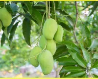 Mango Season || सीजन शुरू होने से पहले आम के शौकीनों के ल‍िए खुशखबरी, इस बार होगा बंपर उत्‍पादन!