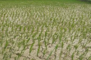 Basti Weather News: बारिश न होने से सूख रही धान की फसल, चिन्ता में किसान