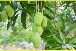 Mango Season || सीजन शुरू होने से पहले आम के शौकीनों के ल‍िए खुशखबरी, इस बार होगा बंपर उत्‍पादन!