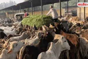 उत्तर प्रदेश में पर्यटन को नई उड़ान! योगी सरकार 75 जिलों में बनाएगी मॉडल गोशालाएं, दीपावली से पहले लॉन्च