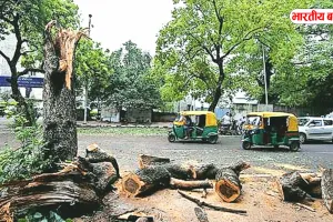 यूपी के इस जिले में सड़क चौड़ीकरण के नाम पर काटे गए 7 हजार से ज्यादा पेड़