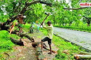 यूपी में इन पेड़ को काटा तो होगी कार्रवाई, सरकार ने बदले नियम