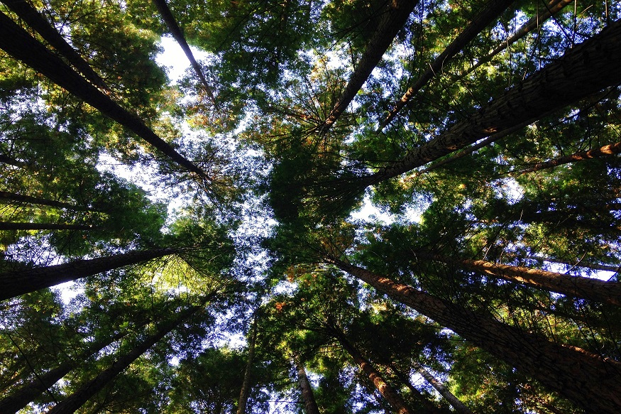 अयोध्या में पौधारोपण की तैयारियां, डीएम ने कहा- सभी विभाग हासिल करें लक्ष्य