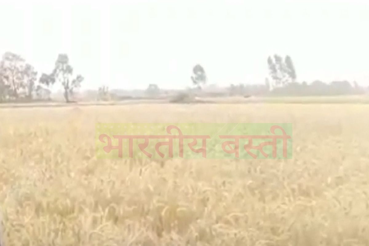 खबर का असर: आंशिक लॉकडाउन में किसानों को मिली गेहूं काटने की परमिशन