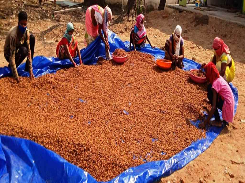 छत्तीसगढ़ लघु वनोपजों के संग्रहण में अव्वल