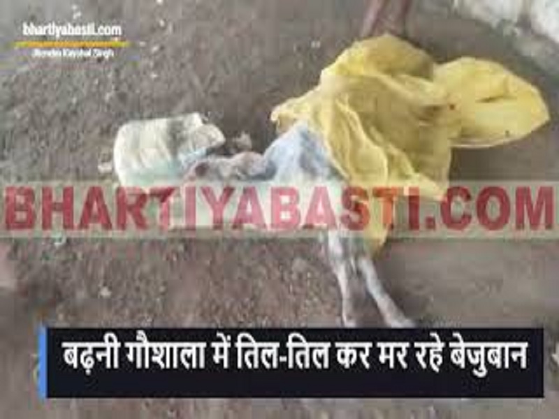 Siddharth Nagar News: बढ़नी गौशाला में तिल-तिल कर मर रहे बेजुबान