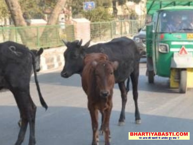 जानलेवा होते आवारा पशु : सरकार मूकदर्शक