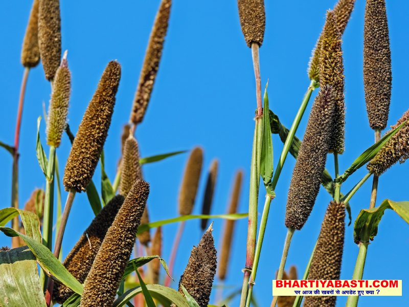 Millets In India: क्या आप करते हैं मोटे अनाज का भोजन?