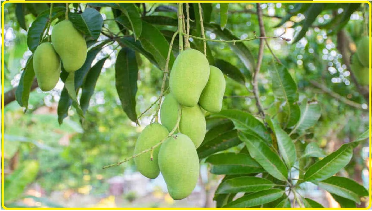 Mango Season || सीजन शुरू होने से पहले आम के शौकीनों के लिए खुशखबरी, इस बार होगा बंपर उत्पादन!
